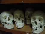 skulls